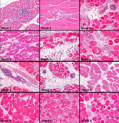 The Role of Incubation Conditions in the Onset of Avian Myopathies